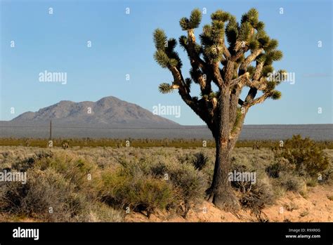 A Joshua Tree And Mountains Are Pictured Along Interstate 15 In The