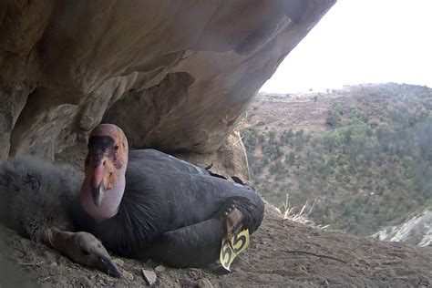 These Live Cameras Will Let You Watch Rare Baby California Condors Grow