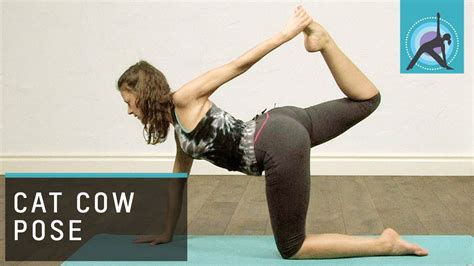Inhale while raising your head and arching your back upwards. Cat And Cow Pose Yoga Pregnancy - 5 morning yoga poses you ...