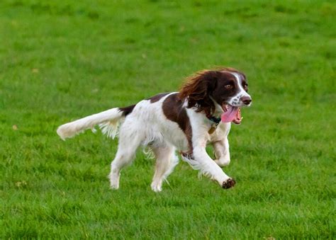 What Everyone Is Saying About Springer Spaniels? | PetvBlog