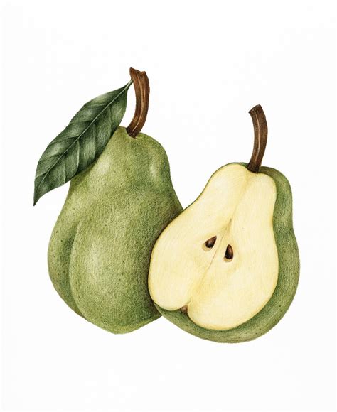 Download Premium Illustration Of Illustration Drawing Style Of Pear