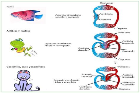 Sistema Circulatorio De Animales Vertebrados E Invertebrados