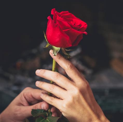 free photo couple holding red rose in hands