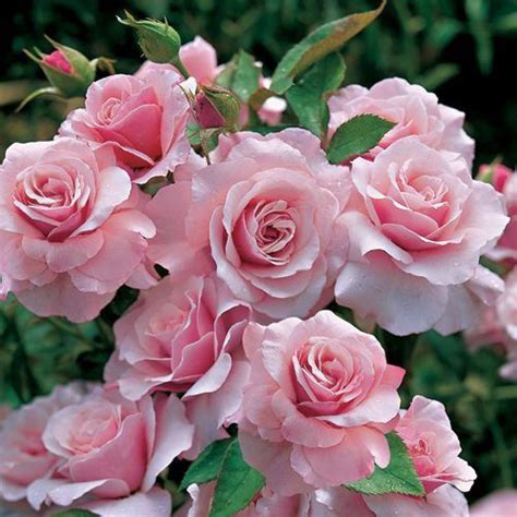 72 Best Pink Roses The Most Beautiful Flower In The World Images On