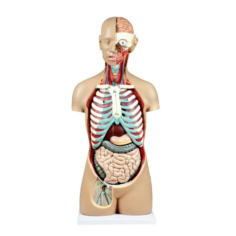 Vat Dc Sexless Human Torso W Open Back And Dust Cover Parts Torsos Anatomical Models