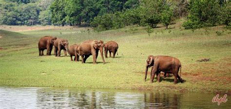 Periyar National Park Periyar Wildlife Sanctuary In Kerala