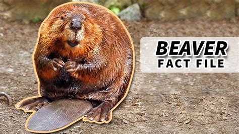 Beaver Facts Fun Facts About The Busiest Animals Animal Fact Files
