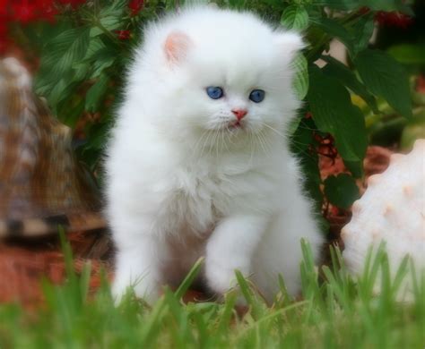 cat - Kitties Photo (9109234) - Fanpop