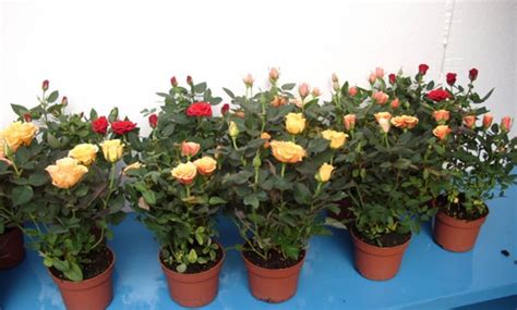 Como Plantar Rosas Em Vasos Como Plantar Rosas Roseiras Como