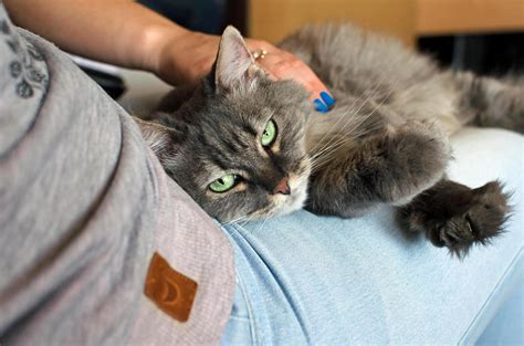 Boarding A Diabetic Cat What To Do With Your Diabetic Cat When Youre