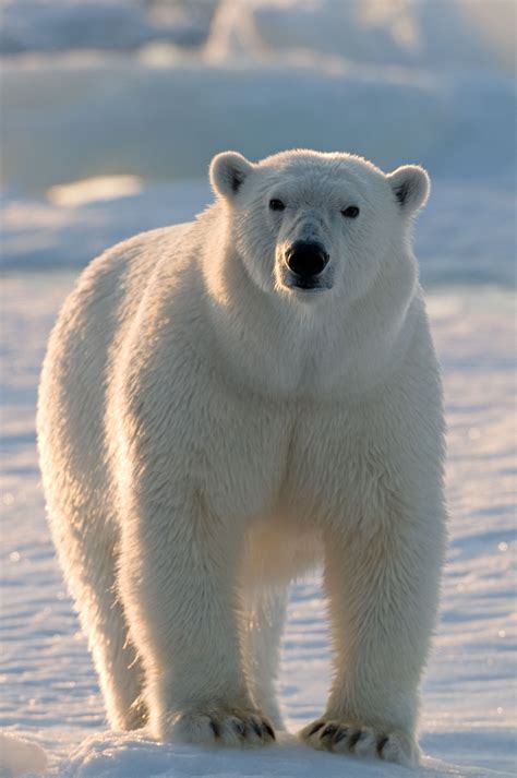Polar Bear Spitsbergen Norway A Day In Motherhood