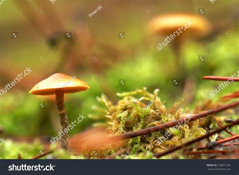Various Examples Autumn Mushrooms Fungi Characteristics Stock Photo