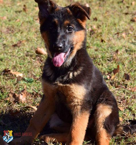 Sold German Import Female Puppy Located In Oklahoma Sv Papers