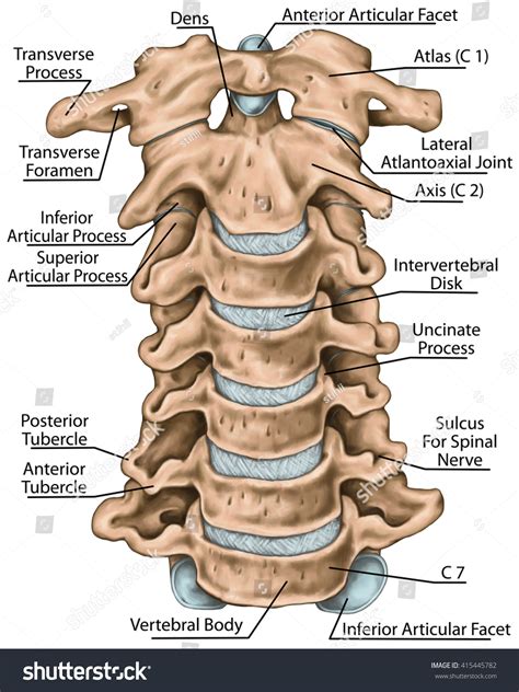Human Cervical Spine Anatomy