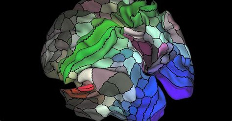 Proponen Un Nuevo Mapa Cerebral 180 áreas En Cada Hemisferio