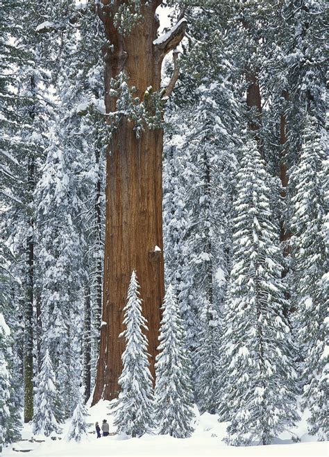 Hyperion is 379.7 feet (115.7 m) tall, which makes it way taller than general. USA: California: Sequoia National Park: General Sherman Tr ...
