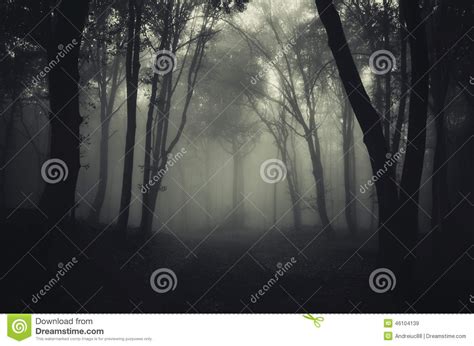Road Trough Dark Mysterious Haunted Forest Stock Image Image Of