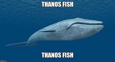 Thanos Fish Rokbuddyretard
