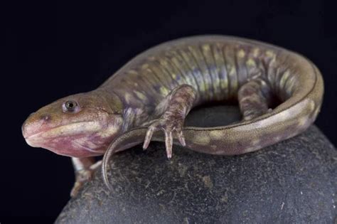 Eastern Tiger Salamander Fotos De Stock Im Genes De Eastern Tiger