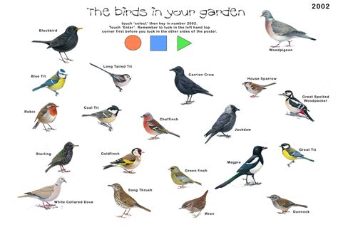 british garden birds chart a visual reference of charts chart master