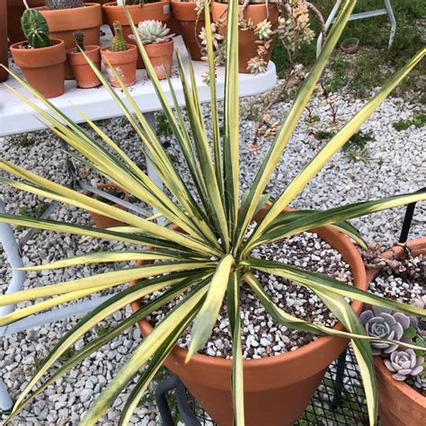 Yucca Filamentosa Color Guard Variegated Yucca Uploaded By