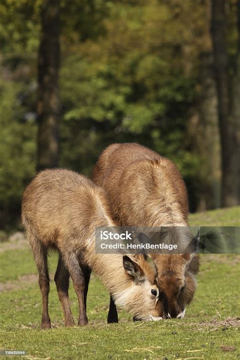 Two Waterbucks Eating Grass Stock Photo Download Image Now Animal