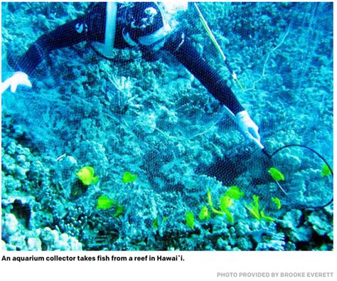 Score One For The Little Fishes Hi Supreme Court Halts Reef Fish
