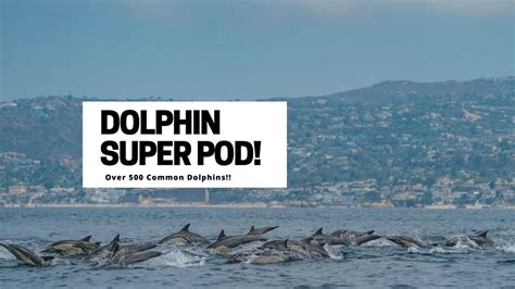 Dolphin Stampede Common Dolphin Super Pod Seen In Newport Beach