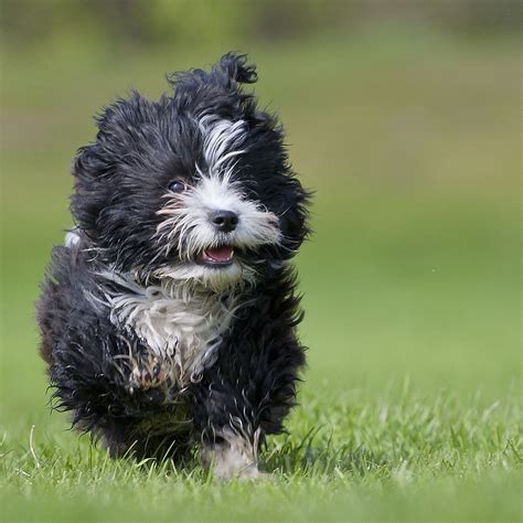 30 Cutest Pictures Of Havanese Puppies Best Photography Art