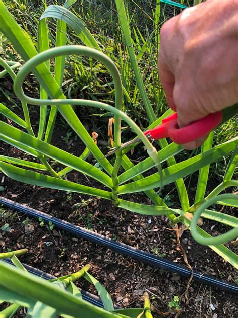 What To Do With Garlic Scapes In The Garden And Kitchen The Art Of
