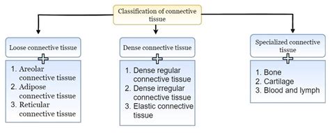 Connective Tissue Definition Structure Types And Function Rajus