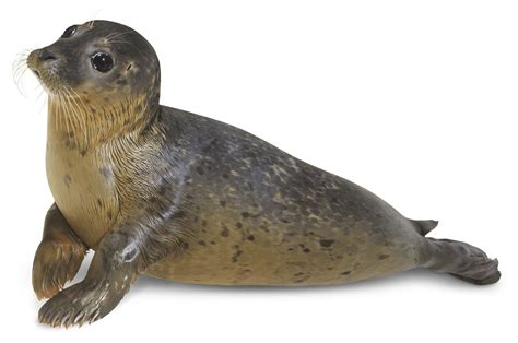 Seal Rozella Winter