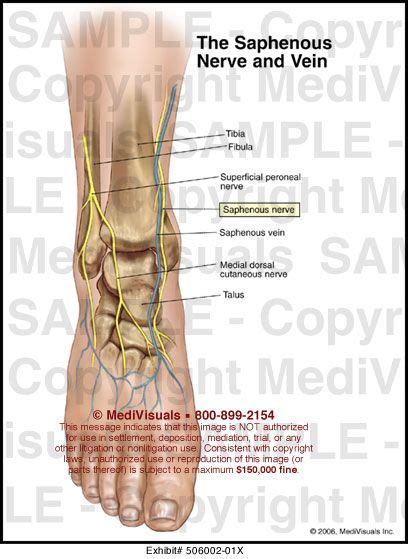 Medivisuals The Saphenous Nerve And Vein Medical Illustration Medical