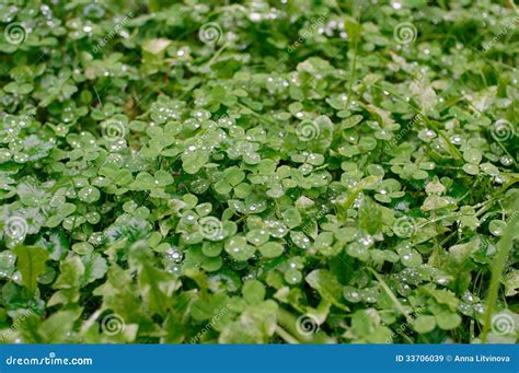 Clover Leaves In Rain Drops Stock Image Image Of Land Leaf