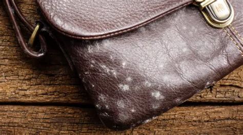 How To Remove Mold And Mildew From Leather Bags Leather Skill