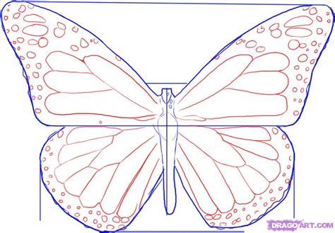 drawings  butterflies    drawings  butterflies png images