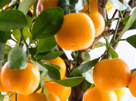 8 Different Dwarf Citrus Trees You Can Grow At Home