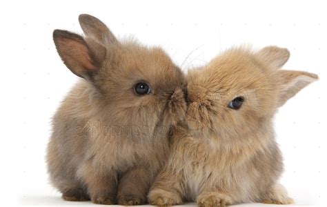 Cute Baby Bunny Wallpapers Wallpaper Cave