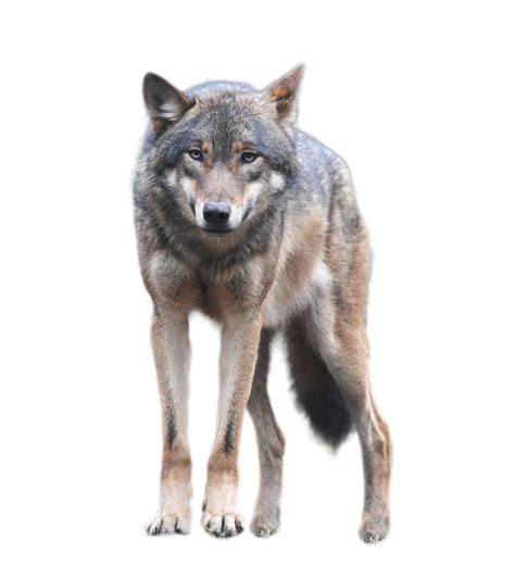 Gray wolf cartoon drawing png 500x500px gray wolf. HQ Wolf PNG Transparent Wolf.PNG Images. | PlusPNG
