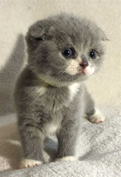 Scottish Fold Kittens For Sale Munchkin Cat Beautiful Cat Breeds
