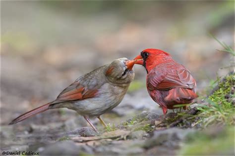 Northern Cardinal Pair Bonding Summer Romance Between A Pa Flickr