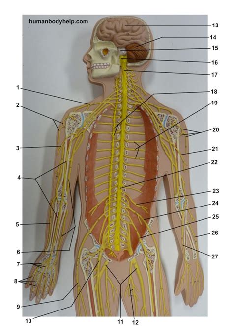 Nerves Plaque Man Upper – Human Body Help