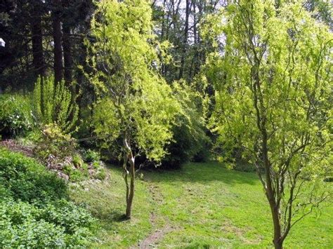 Corkscrew Willow Also Called Curly Willow Is One Of The Fasted Growing Trees And Very Easy To
