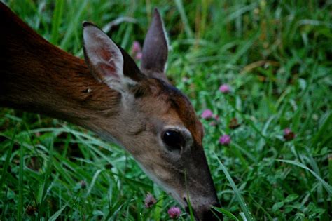 Wild Deer 04 Deer Carl And Tracy Gossett Flickr