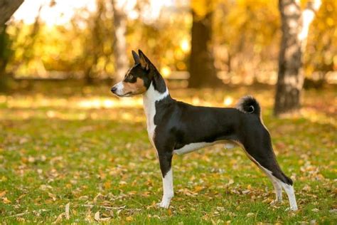 Basenji Dog Breed Complete Guide Az Animals
