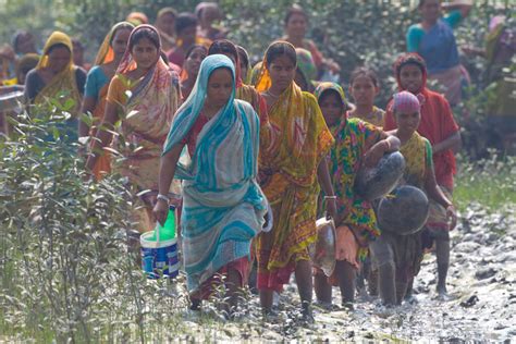 India Sundarbans 16 Million Mangrove Trees To Protect Local Communities Livelihoods Funds