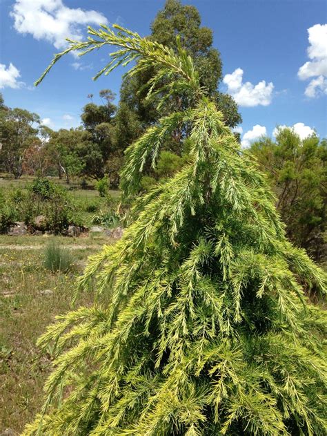 Golden Weeping Pine Id In The Plant Id Forum