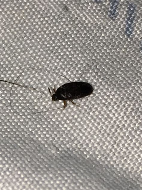 I Keep Finding This Tiny Beetle On Bed Once A Day 573575 Ask Extension