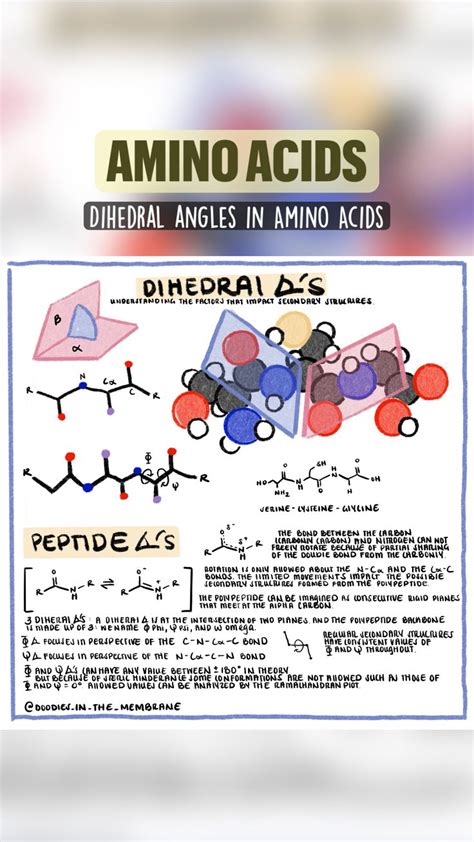 Amino Acids Biochemistry Educational Infographics For Students An