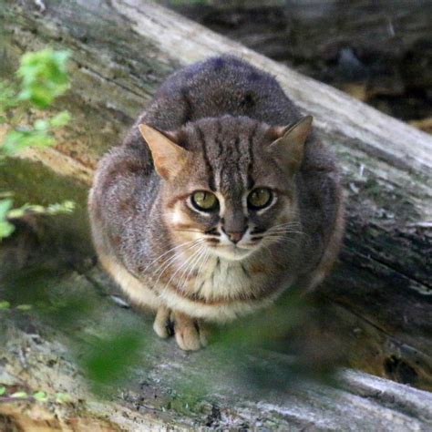 Since 2016, the global wild population is listed as near threatened on the iucn red list as it is fragmented and affected by loss and destruction of prime habitat, deciduous fo. Rusty-spotted Cat